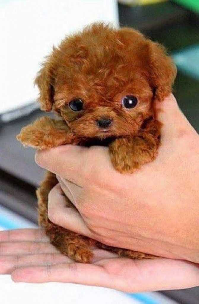 25 самых маленьких пород собак в мире