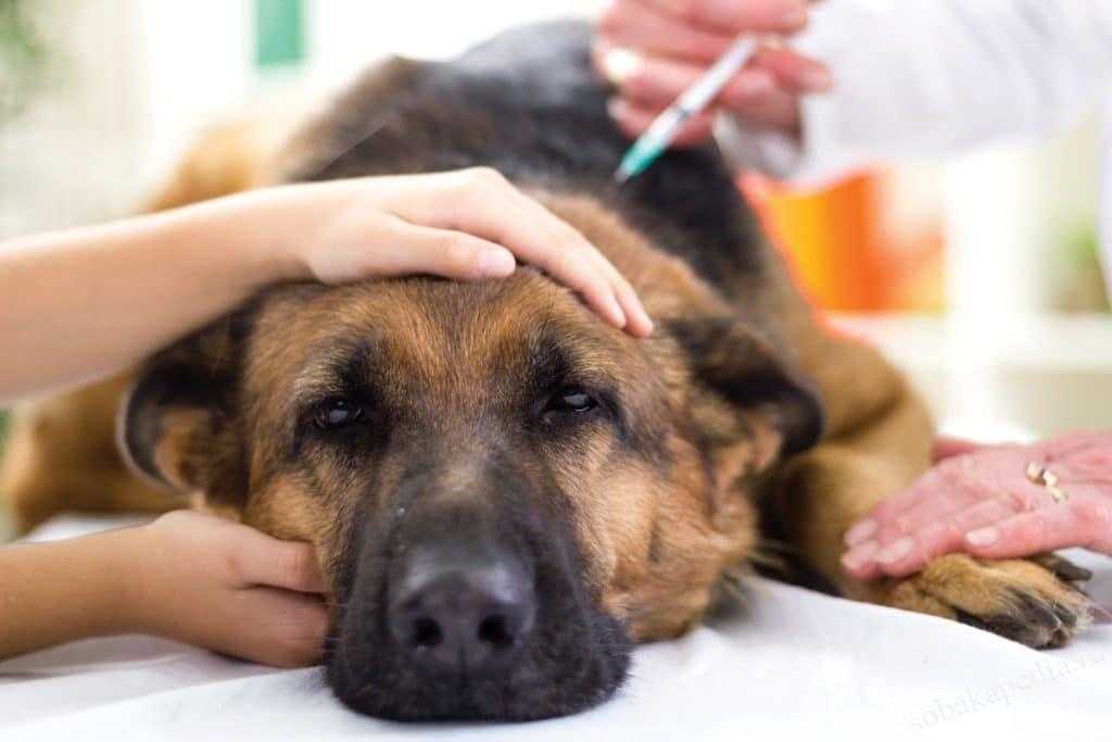 Крапивница у собак и ангионевротический отёк — симптомы и лечение