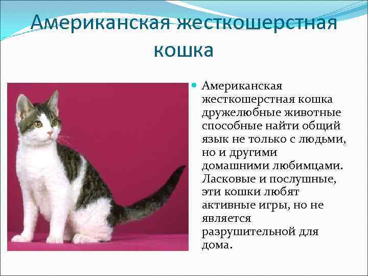 Американская короткошерстная кошка: описание породы, фото и видео материалы, отзывы о породе