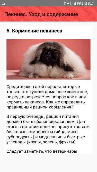 ᐉ пекинесы и их описание: фото, цена и особенности характера собак пикинесок - zoovet24.ru