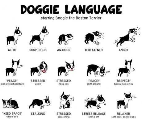 Собачий язык: каким образом собаки общаются с хозяином и понимают ли они его?