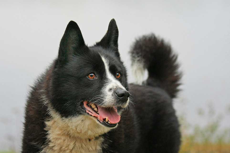 ᐉ описание породы карельская медвежья собака - ➡ motildazoo.ru