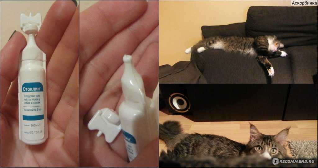 Как почистить кошке уши в домашних. Средства для чистки ушей коту. Приспособление для чистки ушей у кошек. Как почистить уши коту. Как можно почистить уши коту.