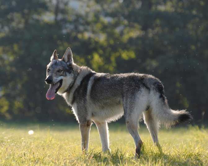 Чехословацкий волчак — чешская волчья собака: надежный друг и защитник. питомники