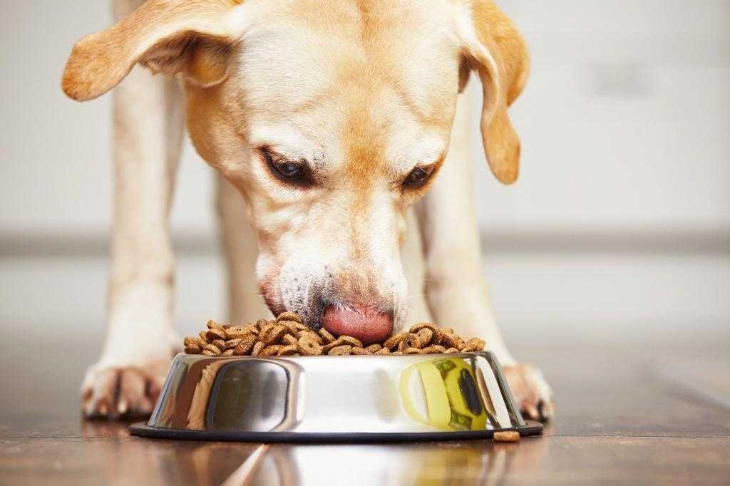 Основные правила кормления служебных собак. разведение и выращивание собак