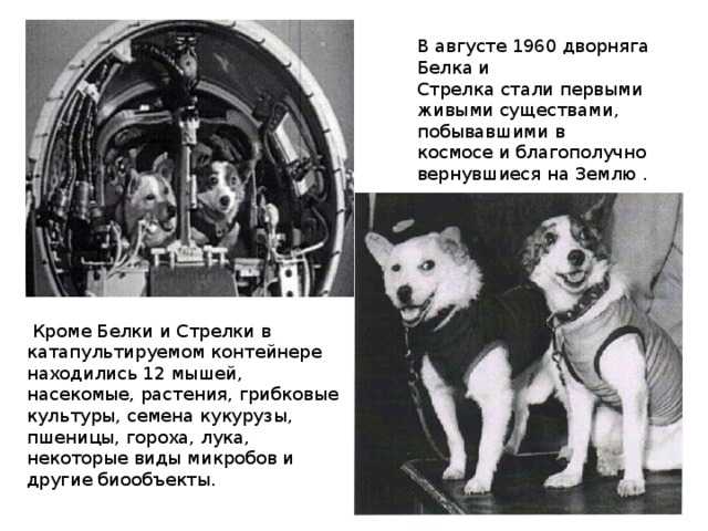 Собака, которая первая на земле покорила космос: как лайку готовили к полёту и что с ней стало