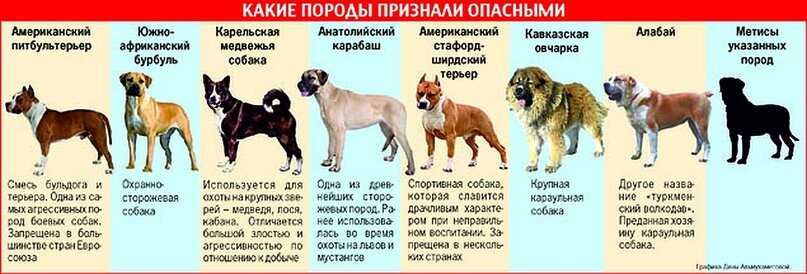 Сколько пород собак существует в мире число