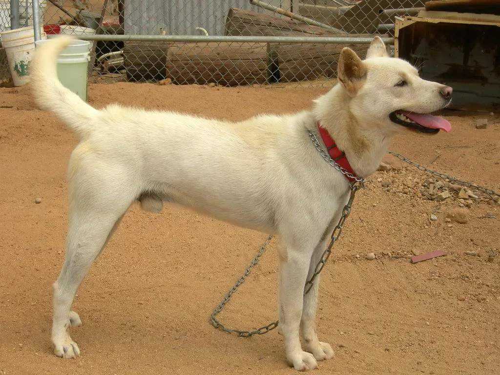 Ханаанская собака: описание породы, характер собаки и щенка, фото, цена