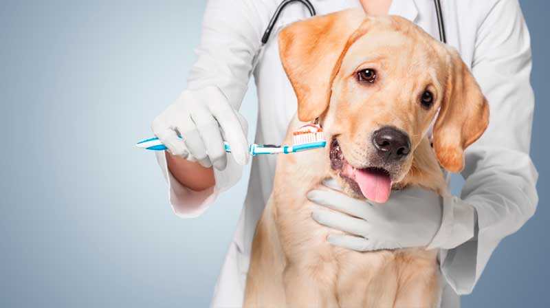 Удаление зубов у собак - цена в москве, ветклиника "зоостатус"