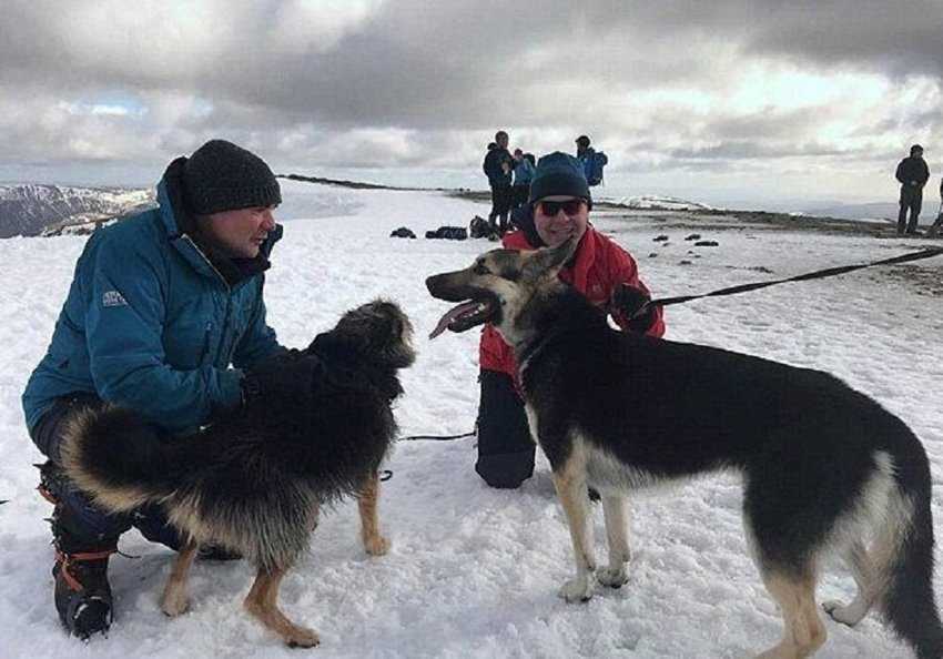 Собаки-спасатели (29 фото): популярные породы, которые помогают спасать альпинистов в горах и людей из воды