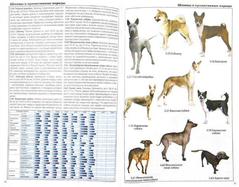 Самая распространенная порода собак в мире: количество, плюсы и минусы