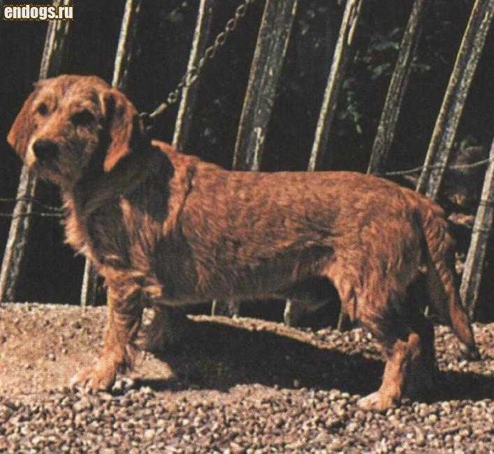 Бассет-хаунд — фото собаки, цена, описание породы, характер, видео