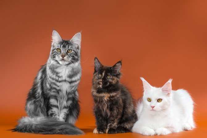 Окрас котов породы мейн кун: черный, серый, мраморный, голубой и редкие расцветки
