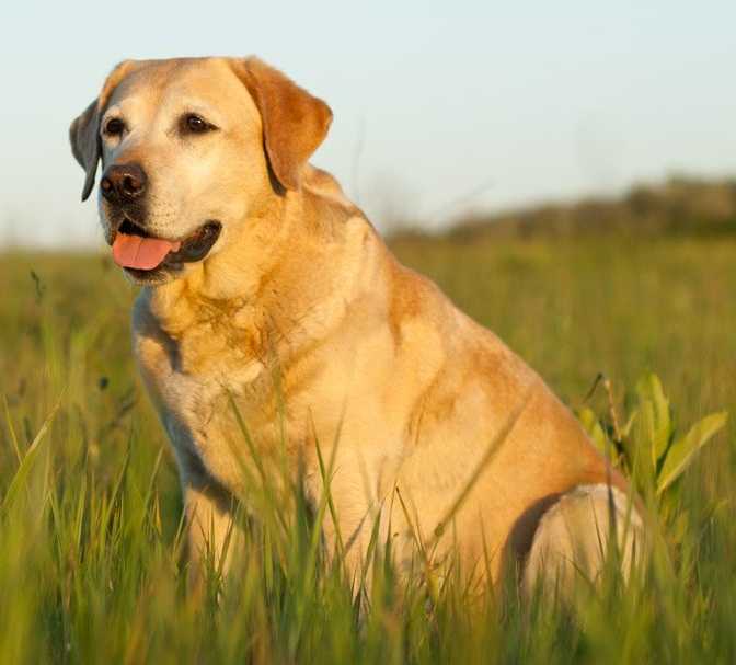 Лабрадор-ретривер фото собаки, цена щенка, описание породы, отзывы