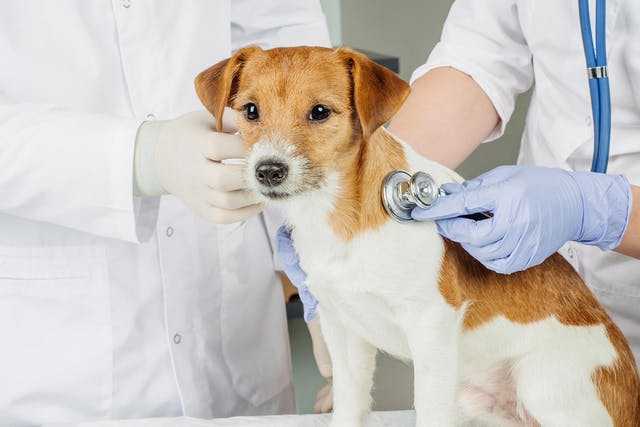 Ложная беременность у собак: симптомы, чем лечить, сколько длится, что делать | zoosecrets