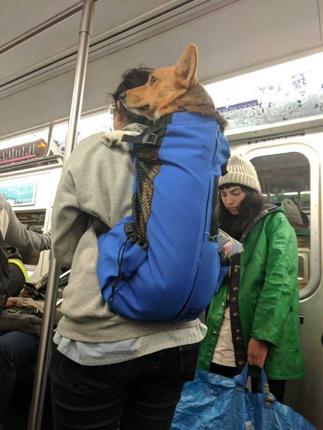 Можно ли ездить в метро с собакой?