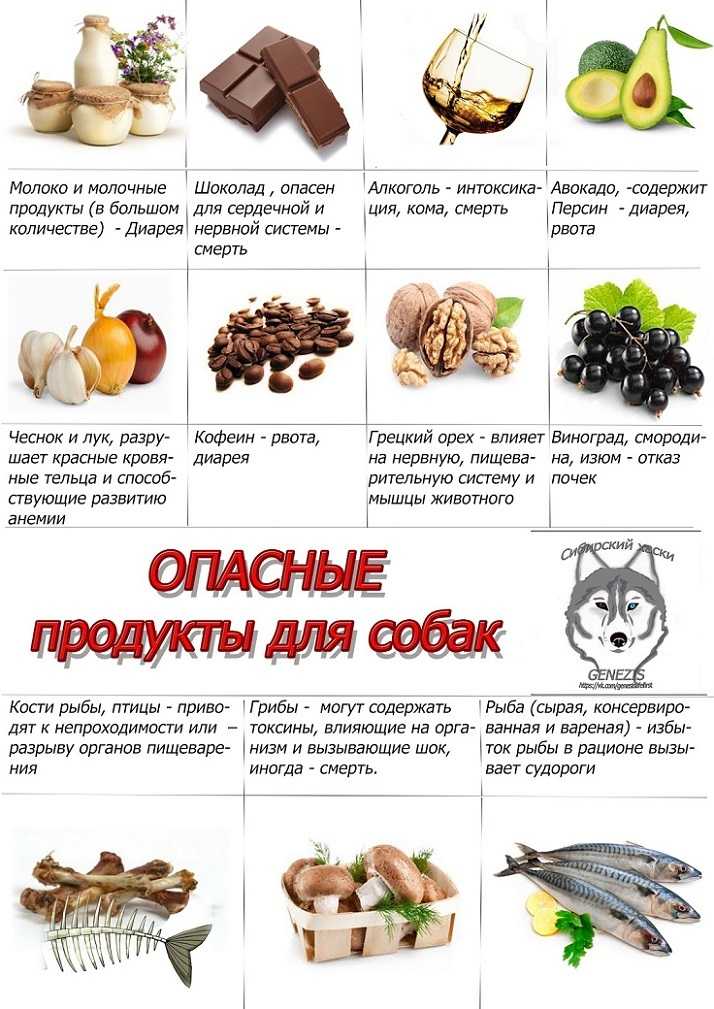 ᐉ чем нельзя кормить щенка? - ➡ motildazoo.ru