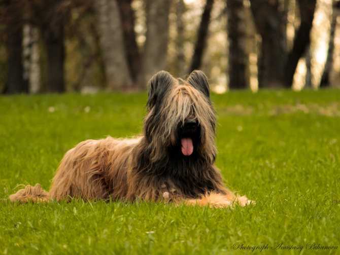 Бриар порода собак 🐶 фото, описание, выбор щенка, уход, питание, дрессировка, характер