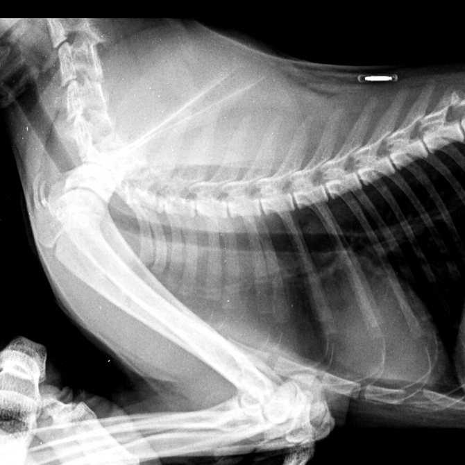 Коллапс трахеи у собаки: симптомы, диагностика, первая помощь и лечение