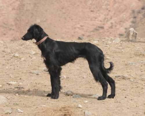 Тайган (киргизская борзая): описание породы собак с фото и видео