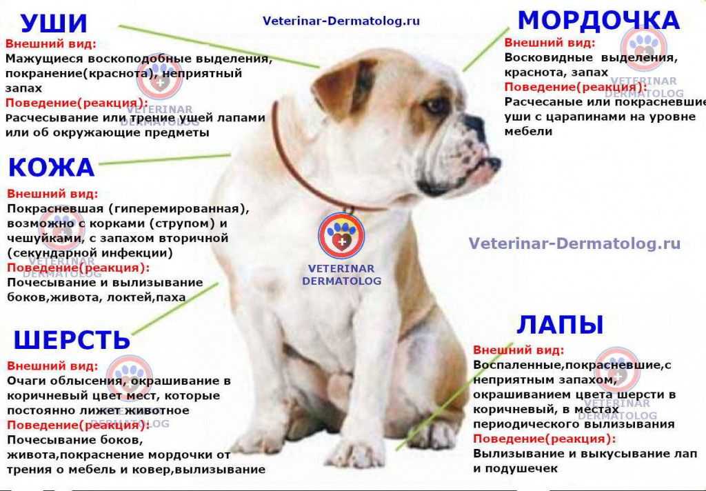 Болезнь собак от укуса клеща, симптомы у собаки после укуса клеща - лечение в zoostatus