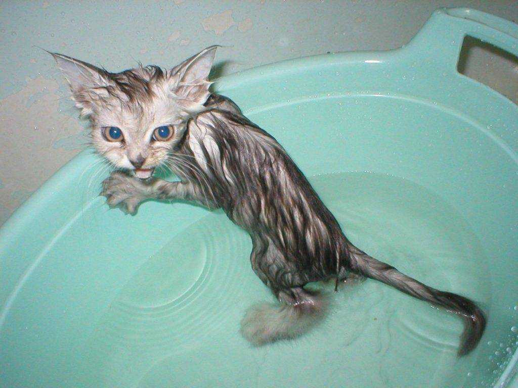 Как мыть сфинкса: как приучить котенка, частота и правила проведения водных процедур