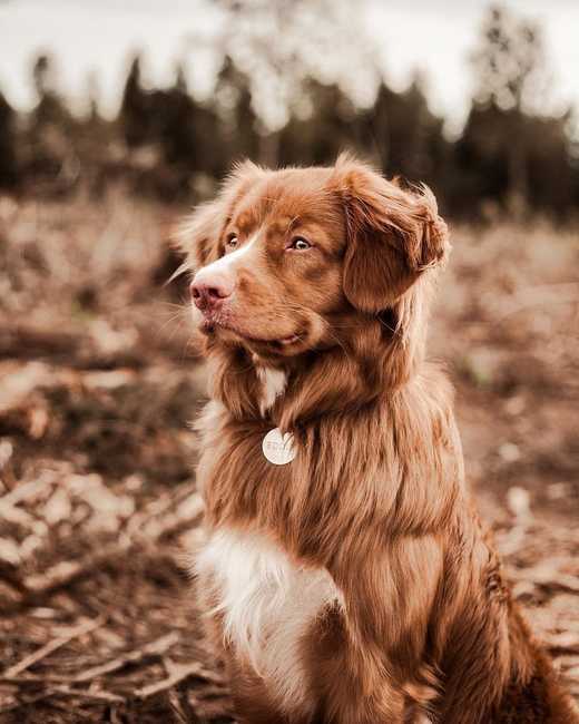 Новошотландский ретривер собака. описание, уход и цена породы | sobakagav.ru