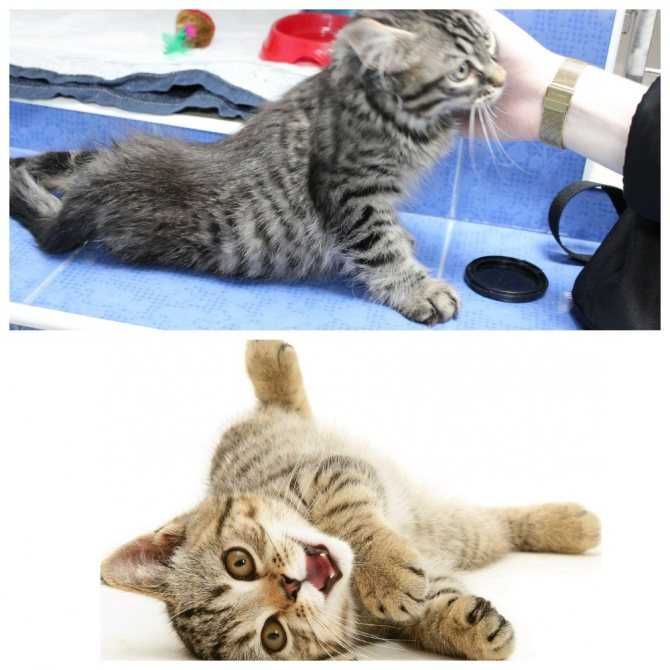 Отказали задние ноги у кота. 16 возможных причин от ветеринара