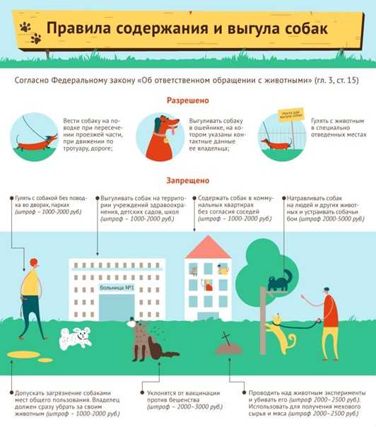 С 2021 года в россии бездомных собак будут стерилизовать и возвращать на улицы - legal.report