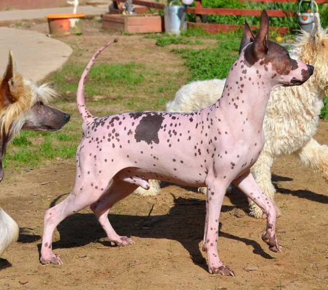 Лысые породы собак. описание, особенности, названия, виды и фото лысых пород собак