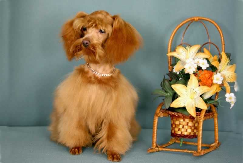 Петербургская орхидея - порода собак: фото, описание, интересные факты