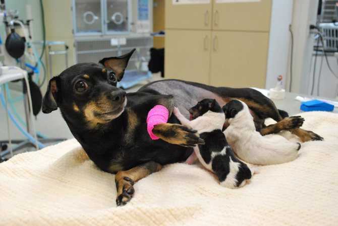 Роды у собак: как рожают собаки, подготовка, описание процесса от схваток до выхода последа, первая помощь при проблемах в домашних условиях, стимуляция родов у собак