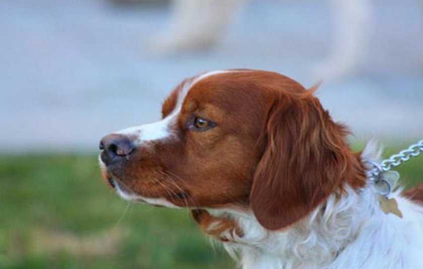 Подробная характеристика бретонских эпаньолей: особенности породы собак