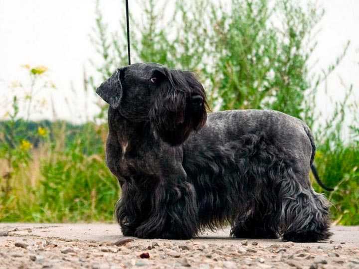 Йоркширский терьер собака. описание, особенности, виды, уход и цена породы | живность.ру