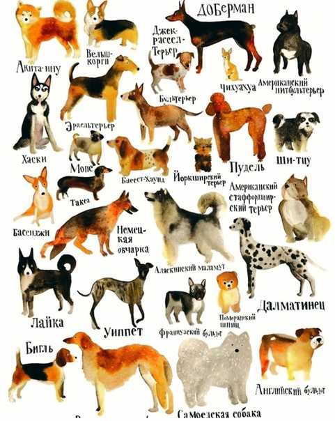 Сколько пород собак существует в мире