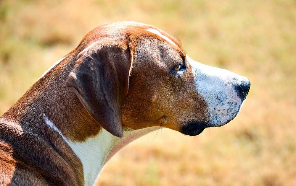 Английский фоксхаунд — фото, описание породы собак, особенности