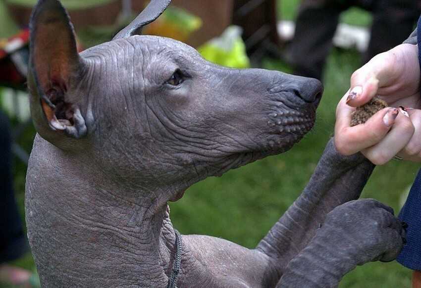 Ксолоитцкуинтли (мексиканская голая собака): описание породы, советы по уходу и содержанию