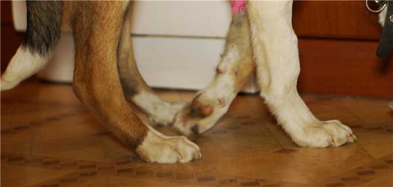 Слабые задние лапы у собаки — что делать?