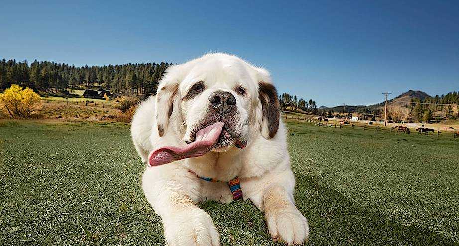 Самая старая собака в мире | фото, книга рекордов