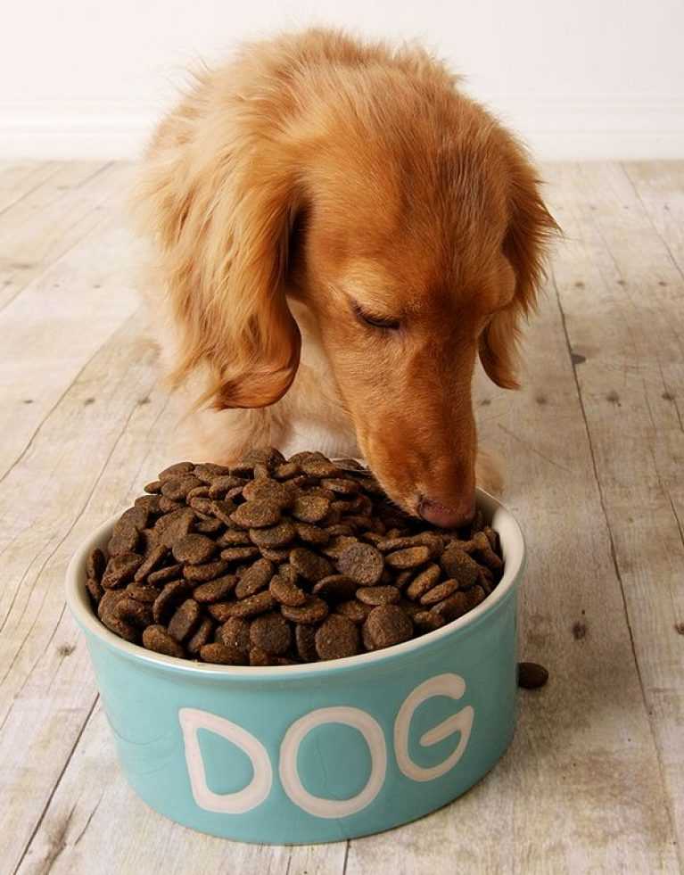Собака перестала есть сухой корм: ест только размоченный корм, отказывается от привычного корма, как правильно подобрать корм
