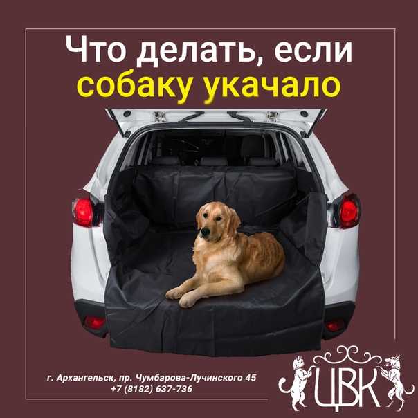 Можно ли собакам но-шпу? – показания, противопоказания, способ применения - kupipet.ru