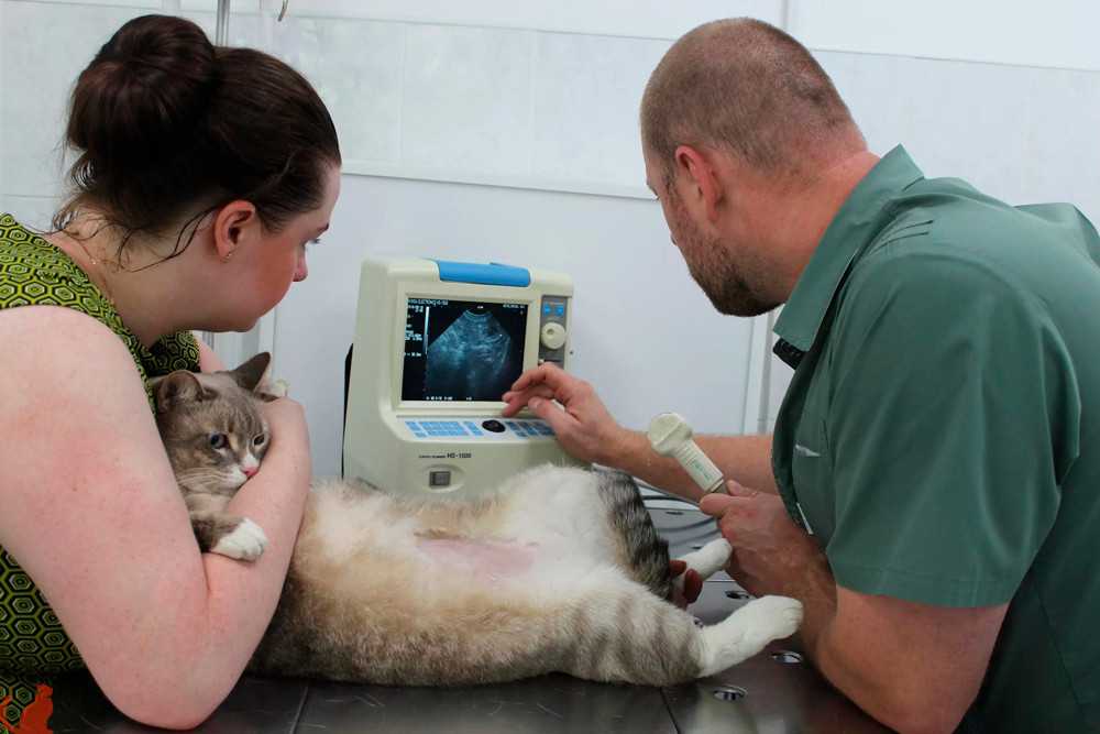 Диагностика и лечение мкб у животных в клиниках беларуси