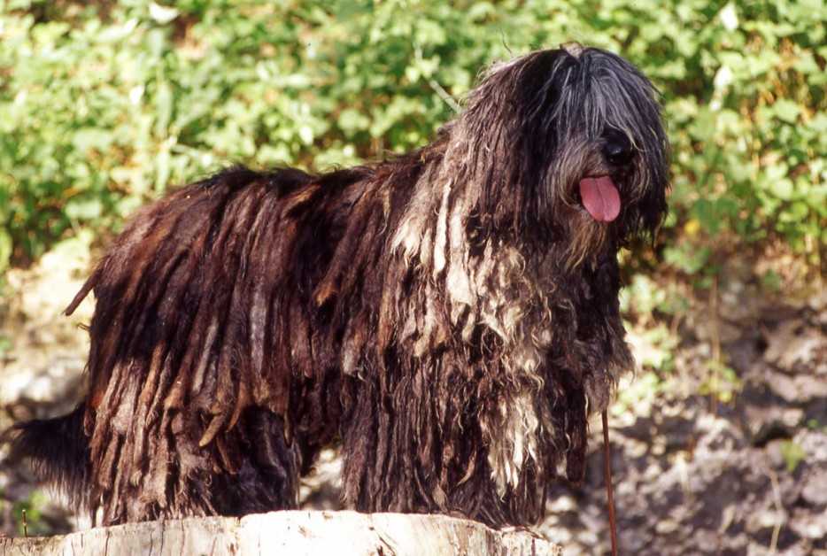 Самые редкие породы собак в мире: 20 пород с названиями и фото