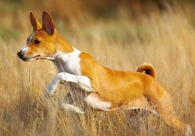 10 самых древних пород собак - удивительный мир животных