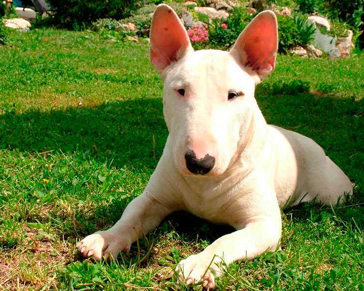 Описание породы бойцовской собаки с вытянутым крысиным носом: внешность вида