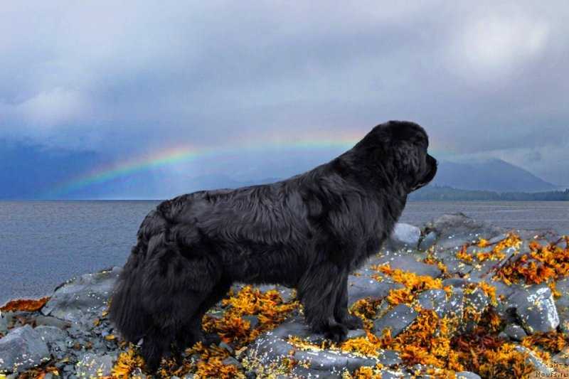 Порода собак ньюфаундленд