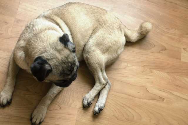 Отказ задних лап у собак — симптомы, причины и первая помощь