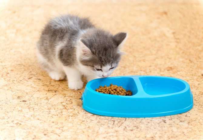 Едят ли кошки мышек и чем опасна охота на грызунов?