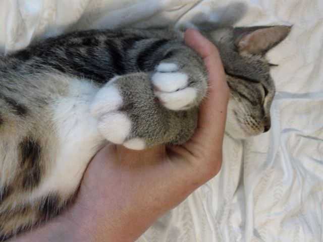 Недержание мочи у кошек - симптомы. ветеринарная клиника "зоостатус" в москве