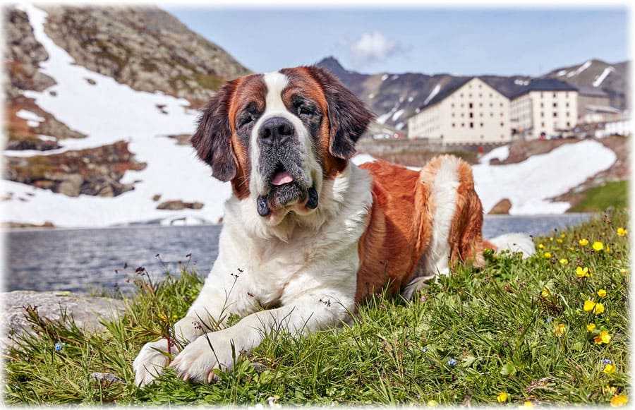 Сенбернар собака. описание, особенности, уход и цена сенбернара